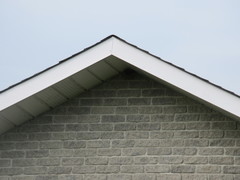 Petrochelidon pyrrhonota