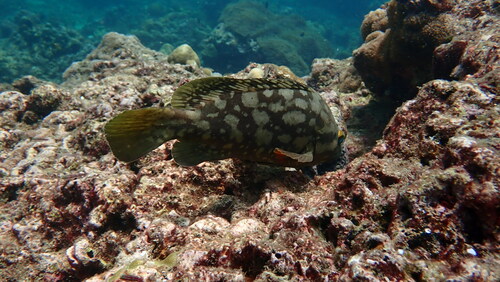 Cloudy grouper (Epinephelus erythrurus) — Serranidae — 4