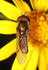 Platycheirus obscurus