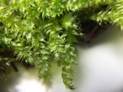 Rhynchostegium serrulatum