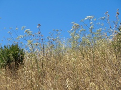 Perideridia kelloggii