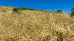 Perideridia kelloggii