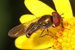 Platycheirus obscurus