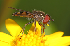 Platycheirus obscurus