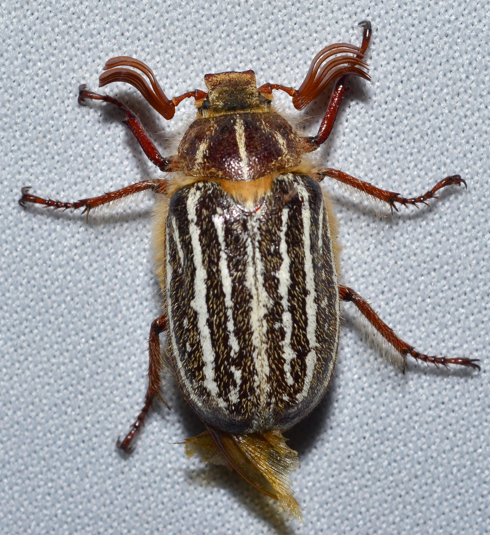 Mount Hermon June Beetle Polyphylla barbata iNaturalist NZ