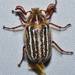 Mount Hermon June Beetle - Photo (c) Christian Schwarz, some rights reserved (CC BY-NC), uploaded by Christian Schwarz