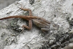 Anolis homolechis
