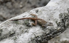 Anolis homolechis