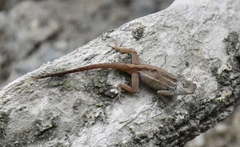 Anolis homolechis