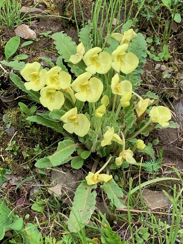Pedicularis bidentata