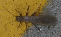 Systellognatha