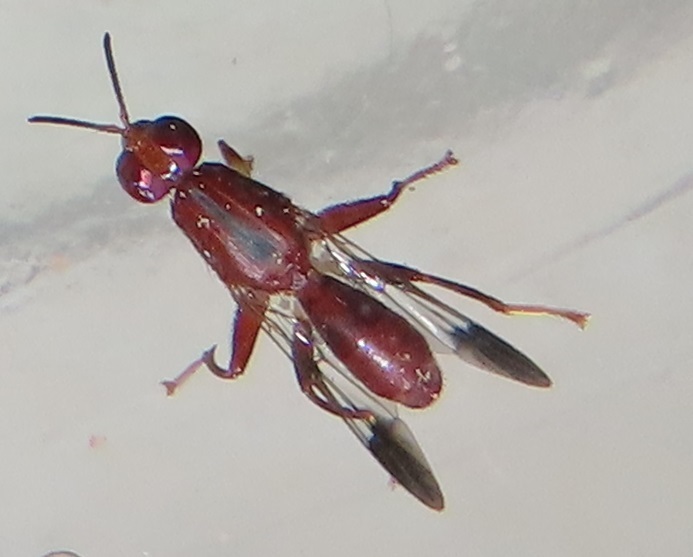 Munromyia
