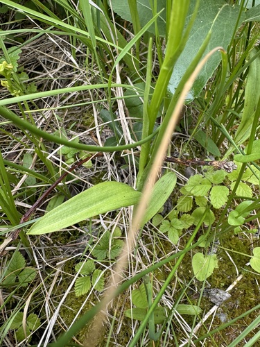 Image of Platanthera aquilonis by (c) Celina Waldron, some rights reserved (CC BY)