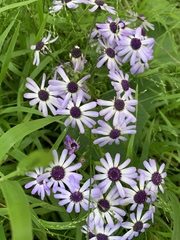 Pericallis