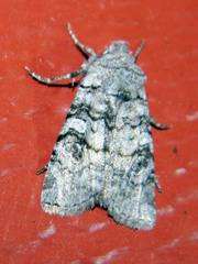 Litholomia napaea