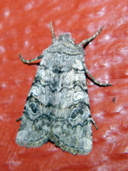 Litholomia napaea