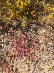 Eriogonum nortonii