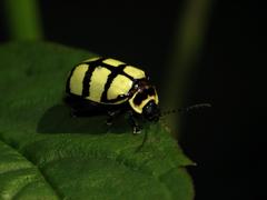 Alagoasa scissa