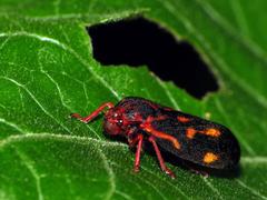 Mahanarva rubropicta