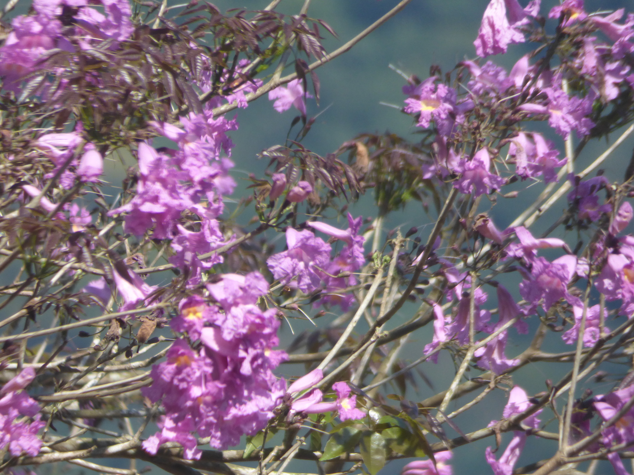 Imagem de Ipê-roxo