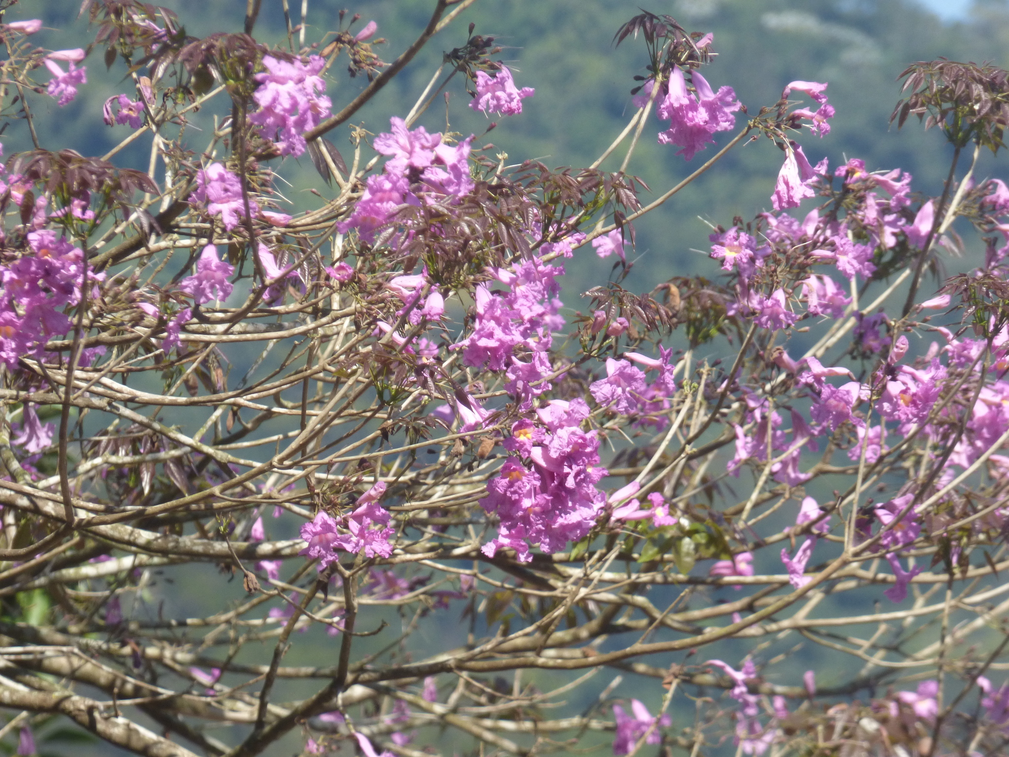 Imagem de Ipê-roxo