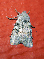 Litholomia napaea