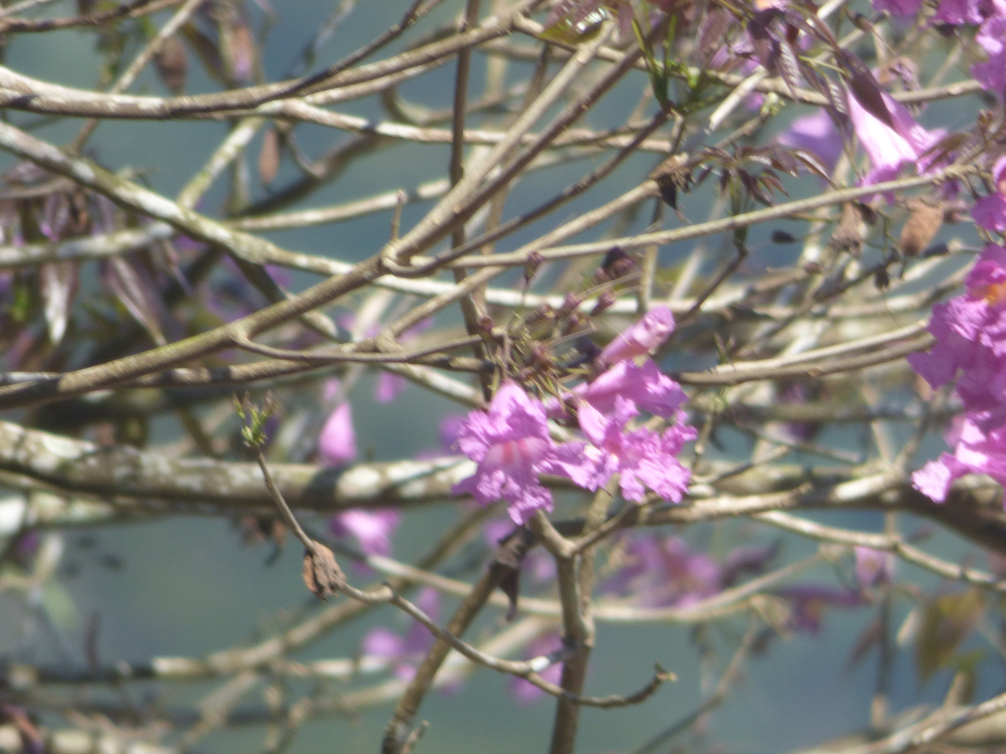 Imagem de Ipê-roxo