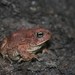 Southwestern Toad - Photo (c) Juan Cruzado Cortés, some rights reserved (CC BY-SA), uploaded by Juan Cruzado Cortés