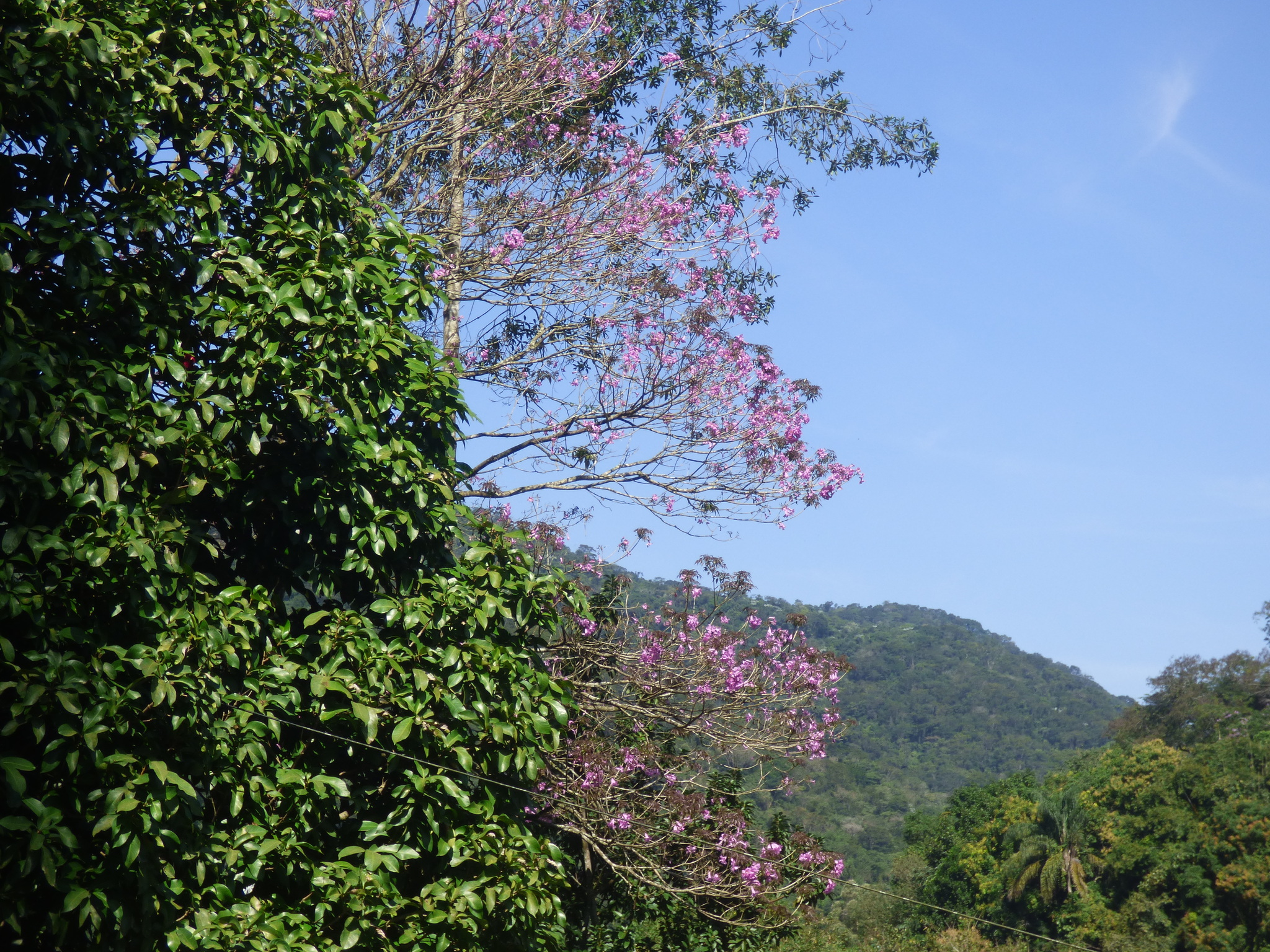 Imagem de Ipê-roxo
