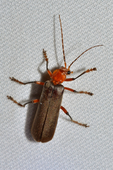 Pacificanthia consors