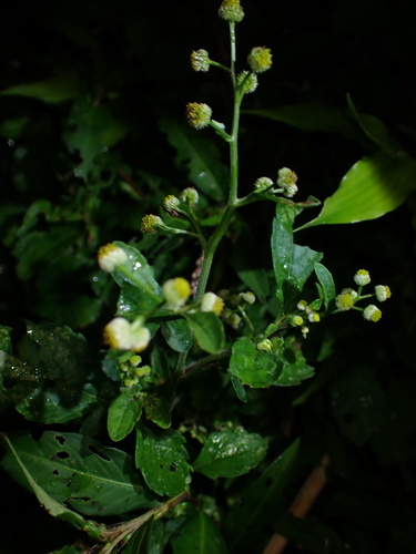 Image of Dichrocephala integrifolia by (c) W Rao, some rights reserved (CC BY)