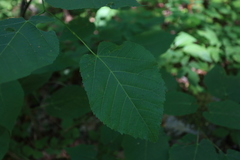 Tilia americana heterophylla