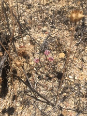 Eriogonum nortonii