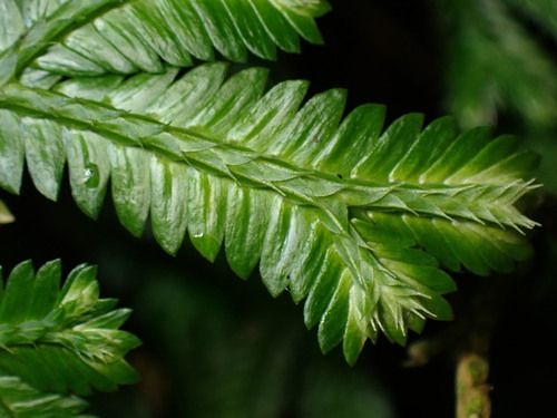 Image of Selaginella doederleinii by (c) W Rao, some rights reserved (CC BY)