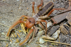 Eremobatidae