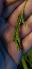 Vachellia