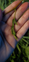 Vachellia