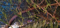 Vachellia