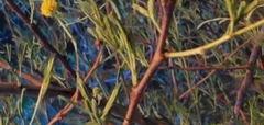 Vachellia