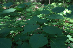 Tilia americana heterophylla