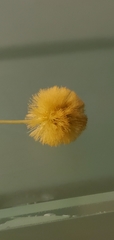 Vachellia