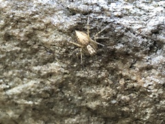 Oxyopes aglossus