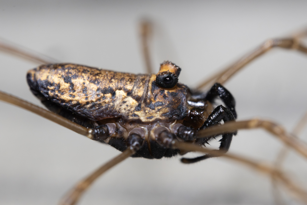 Platybunus bucephalus