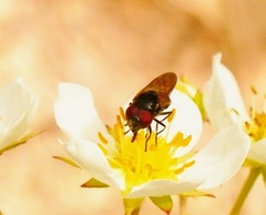 Chrysosyrphus latus