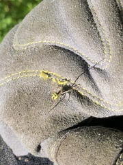 Phylloneta pictipes