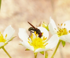 Chrysosyrphus latus