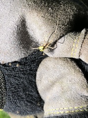 Phylloneta pictipes