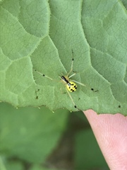 Phylloneta pictipes