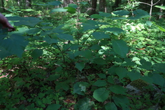 Tilia americana heterophylla