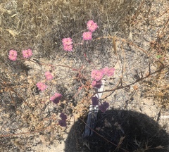 Chorizanthe douglasii